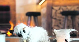 Flauschige Kreationen. Die Wolle des Schwarznasenschafes ist wunderbar langhaarig und eignet sich sowohl f&uuml;r die unterschiedlichsten Kreativtechniken als etwa auch als effektiver Naturd&auml;mmstoff. 