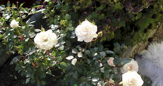 Einer von Artus Rosensträucher. Und unten rechts sein süsser Hund. ;)