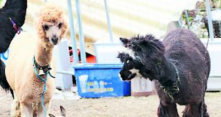 Eingefangen. Das G&auml;mskitz beim Transport im Hundek&auml;fig zum Haus des Wildh&uuml;ters.