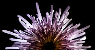 Spider Mum &ndash; mit Licht bemalt. 