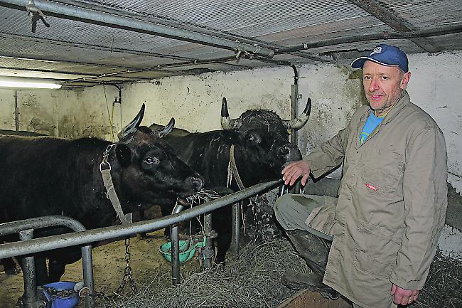 Dominik Pfammatter liebt das welsche Vieh.