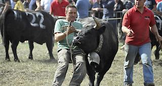 F&uuml;r Eringerz&uuml;chter ist klar: &laquo;Die K&uuml;he wollen stechen.&raquo;