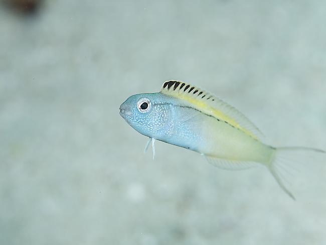 Säbelzahnschleimfische (im Bild Meiacanthus nigrolineatus aus dem Roten Meer) wehren sich gegen ihre Feinde mit einem Gift, das die Grundlage für neue Schmerzmittel liefern könnte.