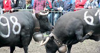 Lange K&auml;mpfe. Stechfreudige Eringerk&uuml;he am Sonntag im Rarner Goler. 