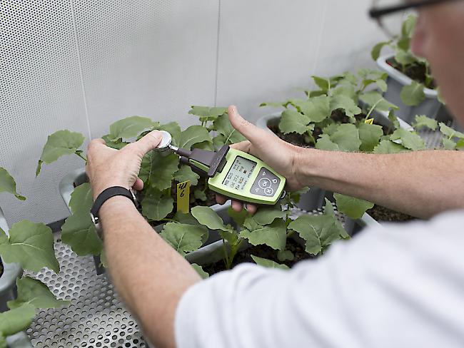 Syngenta wird wahrscheinlich bald chinesisch sein, nachdem die US-Wettbewerbsbehörden grünes Licht gaben. (Symbolbild)