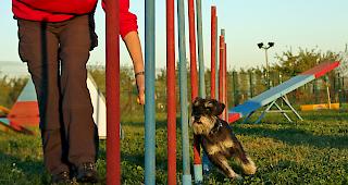 Mehrere Grossr&auml;te wollen, dass im Wallis Hundehalter weiterhin obligatorische Kurse besuchen m&uuml;ssen.