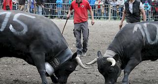Tagessiegerin &laquo;Simba&raquo; (Nummer 15) konnte sich im Schlussgang bei den Zweitmelken durchsetzen. 