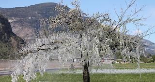 Halb Fr&uuml;hling, halb Winter &ndash; durch Frostschutzberegnung bei Obstb&auml;umen in Lalden.