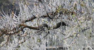 Eisig. In der Nacht auf Donnerstag herrschten verbreitet Minusgrade. (Symbolbild)