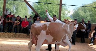 Fabian Lengen aus Zeneggen freut sich &uuml;ber den Missentitel beim Swiss Fleckvieh f&uuml;r seine Kuh &laquo;Flora&raquo;.  