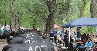 Fotoimpressionen vom Nationalen Finale der Eringerrasse in Aproz am Samstag vor den Finaldurchg&auml;ngen. 