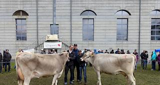 Die beiden sch&ouml;nsten Vierbeiner-Missen mit ihren Z&uuml;chtern und dem Experten.