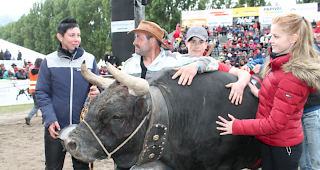 Siegerin in der Kategorie 1 der schwersten und st&auml;rksten K&uuml;he. &laquo;Tzigane&raquo; mit (von links) Madlen, Diego, Alessandro und Tatajana Wyssen.