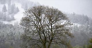 Kontrolleure m&uuml;ssen Landwirtschaftsbetriebe mit Tieren k&uuml;nftig h&auml;ufiger unangemeldet besuchen. (Archivbild)