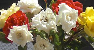 Artus zum Thema Mythos: &laquo;Endlich ist der Fr&uuml;hling angekommen! sende hiermit den Beweis daf&uuml;r: Rosen aus meiner eigenen 'Zucht'.&raquo;