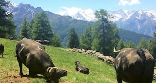 Impressionen des Alpaufzug bei Gspon.