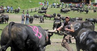 Grosses Spektakel auf der gr&ouml;ssten Eringeralpe im Oberwallis. Bei herrlichem Sommerwetter wurde am Samstag die Alpe Rotigen im Turtmanntal bestossen. 