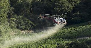 Bis 2020 sollen weder Pestizide noch D&uuml;nger entlang von Oberfl&auml;chengew&auml;ssern eingesetzt werden. Im Bild ein Helikopter, der im August 2016 Reben bei Siders gegen Ungeziefer und Pilzbefall bespr&uuml;ht.