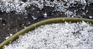 Kleine K&ouml;rner mit grossem Schadenspotenzial (Archivbild)