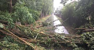 In den Visper Kleeg&auml;rten ist am Dienstagabend ein Baum auf eine Frau gefallen.