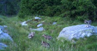 Bundesrat schl&auml;gt vor, den Schutzstatus des Wolfs zu &auml;ndern. (Symbolbild)