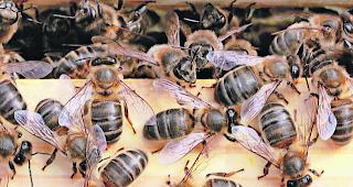 Im Reich. Die Mellifera-V&ouml;lker ...