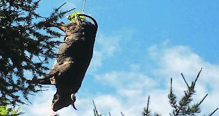 Verlust. Am Montag liess Sepp Karlen die verendete Kuh per Helikopter aus dem Moosalp-Gebiet ausfliegen.