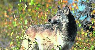 Der St&auml;nderat sprach sich gegen eine Lockerung des Schutzstatus des Wolfes aus. Der Nationalrat sprach sich daf&uuml;r aus. 


