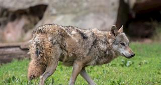 DNA-Analysen best&auml;tigen: Eine bisher in der Schweiz unbekannte W&ouml;lfin hat Ende Juni im Turtmanntal eine gesch&uuml;tzte Schafherde angegriffen (Symbolbild). 