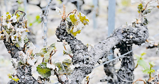 &laquo;Schwarzer Frost&raquo;. Mit dem Bau von Berieselungsanlagen sollen Rebst&ouml;cke vor dem Fr&uuml;hjahrsfrost gesch&uuml;tzt werden.
