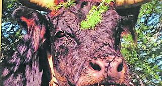 Vermisst. Von Kampfkuh &laquo;Clairon&raquo; fehlt seit zwei Wochen jede Spur.  