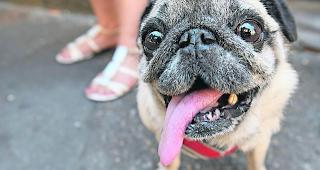 Fake-Anruf. Nachdem eine junge Frau vom eigenen Hund verletzt wurde, legte sie bei der Polizei mit einer Fake-Story eine falsche Fahndungsspur.  