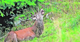 Objekt der Begierde. Als &laquo;Belohnung&raquo; f&uuml;r ihr 40. Jagdpatent haben J&auml;ger die Option, einen Hirsch zu schiessen. 