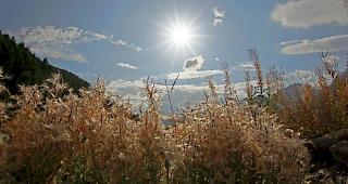 Weidenr&ouml;schen im Sonnenschein. Nun ist der Herbst angekommen.