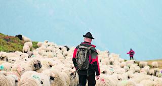 Heimw&auml;rts. Vom Sommerdomizil zur&uuml;ckgekehrt, endet der dreit&auml;gige Alpabzug am Brigerberg mit der Schafscheid in Termen. 