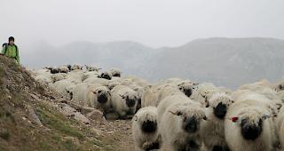 Impressionen vom Alpabzug der Brigerberger Sch&auml;fer. 