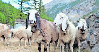 Diebstahl. In der Deutschschweiz waren sieben &laquo;Saaser Mutten&raquo; spurlos verschwunden, f&uuml;nf davon sind inzwischen zur&uuml;ckgekehrt.  