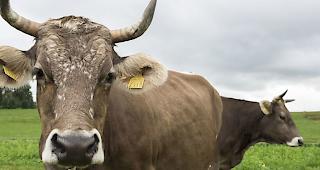 Soll das Recht auf H&ouml;rner in die Verfassung? Der St&auml;nderat ist dagegen und lehnt die Hornkuh-Initiative ab. (Themenbild)