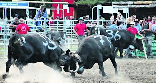 Staubiges Aufeinandertreffen. Die Kampfk&uuml;he schenkten sich am Sonntag in der Goler-Arena nichts. 