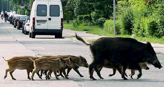 Wildunf&auml;lle sind im Kanton Jura sieben Mal h&auml;ufiger als im Kanton Genf.