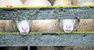 Verboten. Das Schlachten von Tieren ohne vorherige Bet&auml;ubung ist in der Schweiz untersagt. 