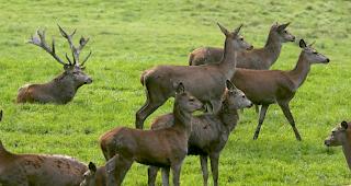 Auch wenn die Importe zuletzt leicht r&uuml;ckl&auml;ufig waren, werden in der Schweiz immer noch mehr als zwei Drittel des konsumierten Wilds aus dem Ausland eingef&uuml;hrt (Archivbild).