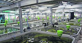 Nachhaltig. Die St&ouml;re in den Becken der Kaviarzucht von Kasperskian werden zur Gewinnung von Kaviar nicht get&ouml;tet, sondern &laquo;gemolken&raquo;. 