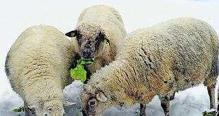 Zur&uuml;ckgelassen. Nach einem massiven Wintereinbruch im Herbst 2016 &uuml;berliess ein Schafhalter auf einer L&ouml;tschentaler Alp eine Gruppe Schafe ihrem Schicksal. 