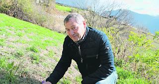 Erntezeit. Zunftmeister German Jossen pfl&uuml;ckt auf seinem Acker eine Safran-Bl&uuml;te. 