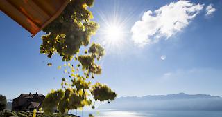 Die ernte viel seit Jahren nicht mehr so gering aus (Archivbild).