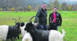 Hauptsache Wurst. Aus dem Fleisch solcher rassiger Walliser Schwarzhalsziegen vom Hof Reinhard Grands in Agarn stellt Metzger Willy Stocker (rechts im Bild) seine W&uuml;rste her.  