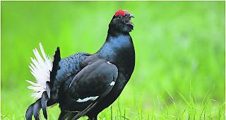 Im Fokus. Die Jagd auf den Birkhahn (Bild) und die Schneeh&uuml;hner wird kommende Woche im Grossen Rat diskutiert. 