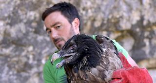 Auswilderung. Fran&ccedil;ois Biollaz von der Stiftung Pro Bartgeier setzt &laquo;Mison&raquo; in eine vorbereitete Nische.