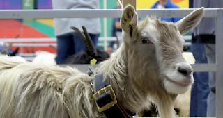 Rund 170 Ziegen hatten die vier Experten zu bewerten.